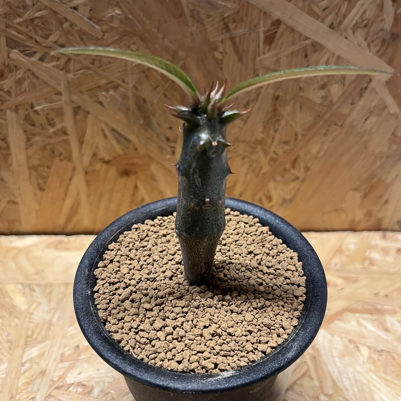 パキポディウム バロニー | GREEN LUCK