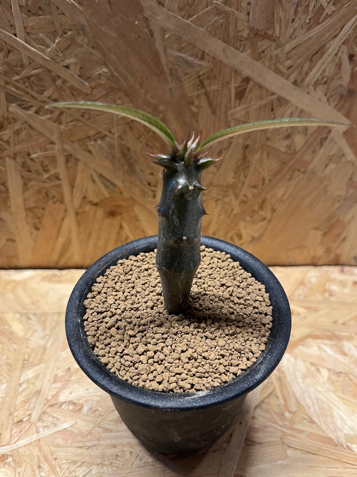 パキポディウム バロニー 珍株 3分岐 純血 実生 送料込み パキポディウム バロニー 珍株 3分岐 純血 実生 送料込み