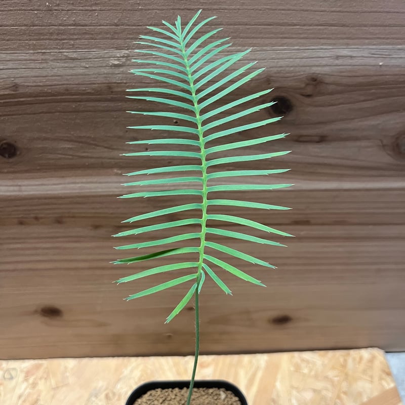 ディオーン エデュレ | GREEN LUCK