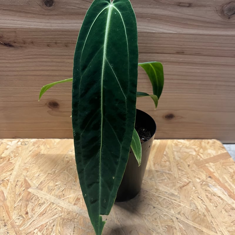 アンスリウム ワロクアナム | GREEN LUCK