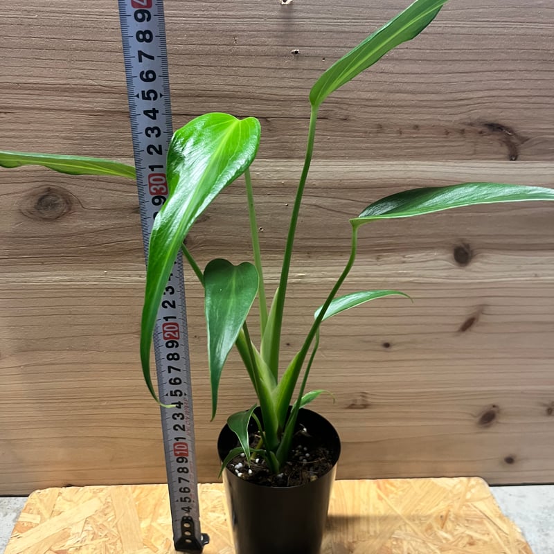 モンステラ バールマルクスフレーム | GREEN LUCK