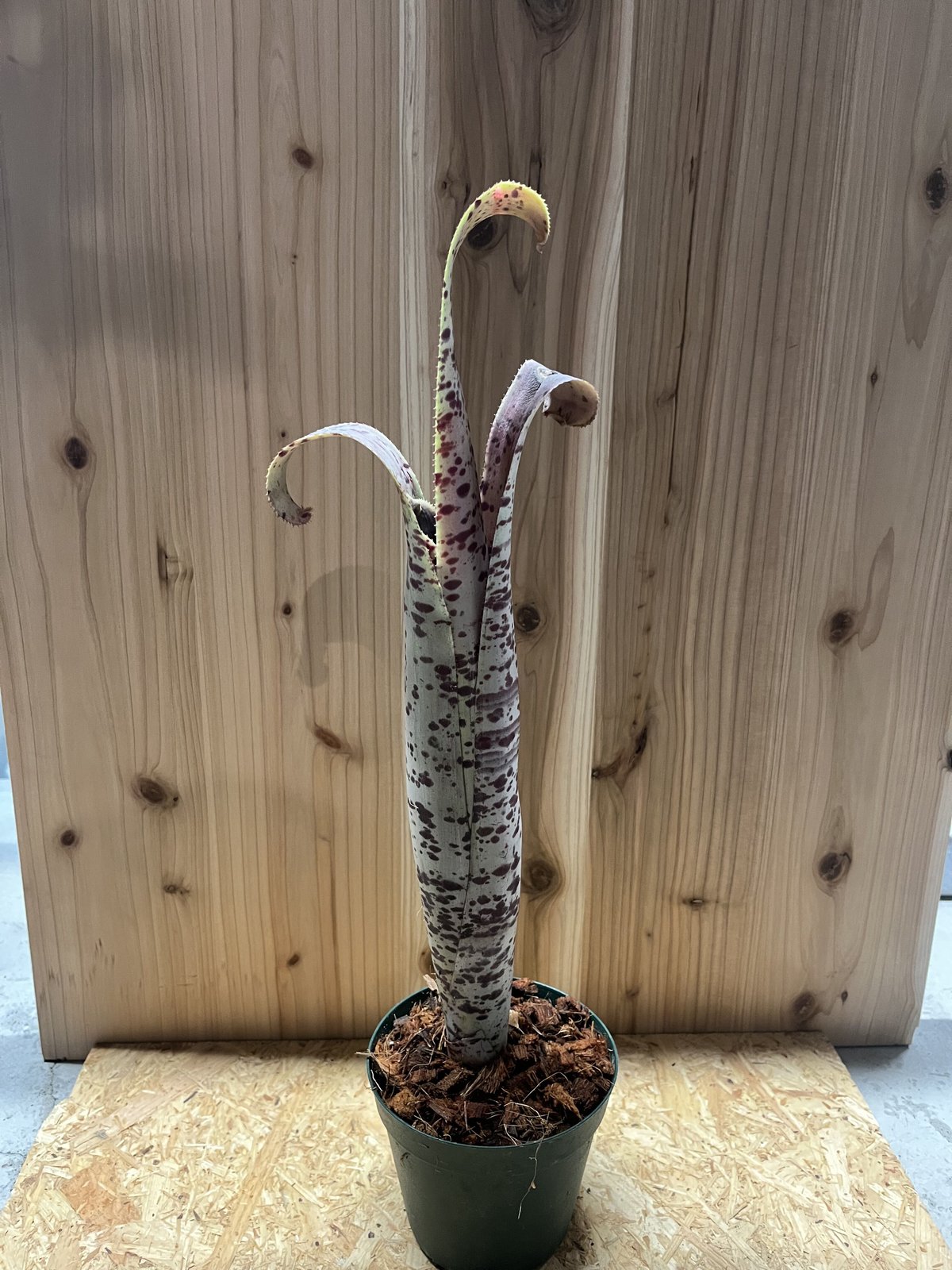 ケスネリア マルモラータ ティムプローマン | GREEN LUCK