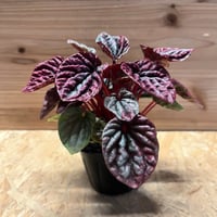 ネオレゲリア ウィーニーザプー | GREEN LUCK