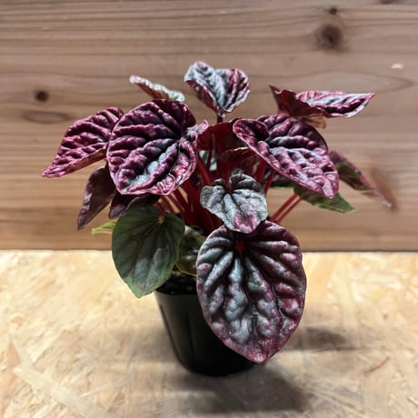 ペペロミア | STORES