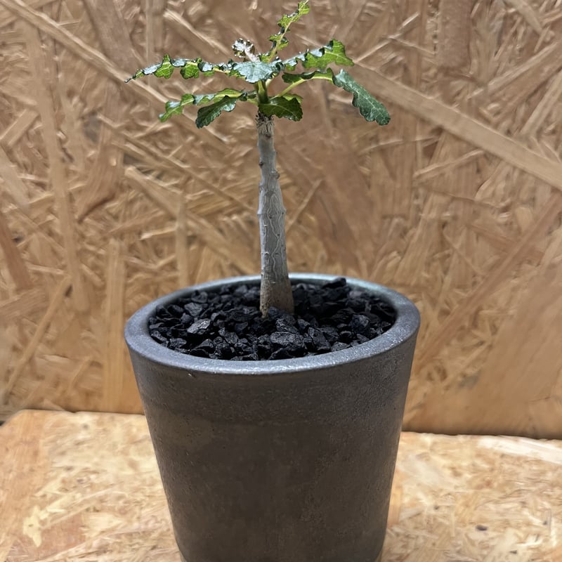 ボスウェリア ナナ×伝市鉢 | GREEN LUCK