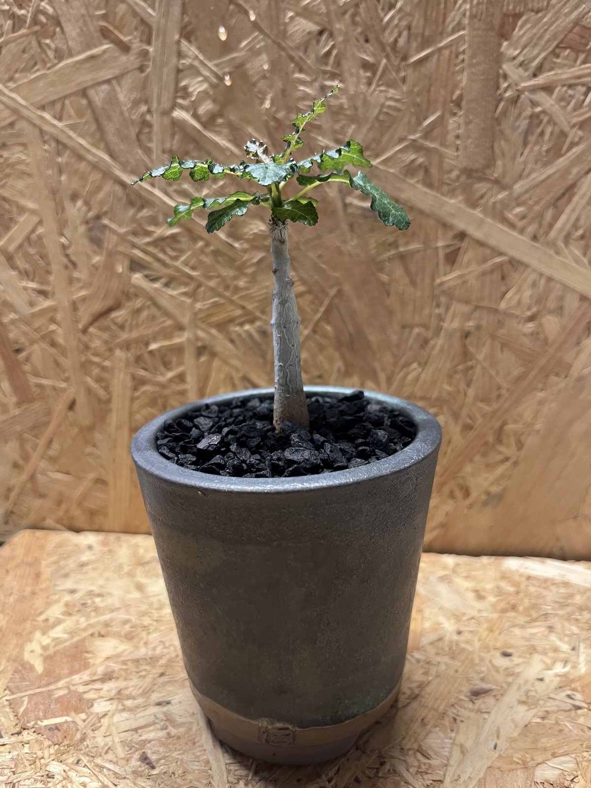 ボスウェリア　ポポビアナ ボスウェリア ナナ×伝市鉢 | GREEN LUCK