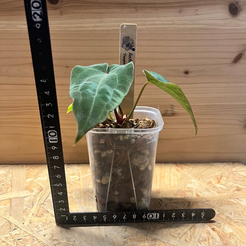 アンスリウム パンプキンスパイス×アントラキー（テズラ） | GREEN LUCK