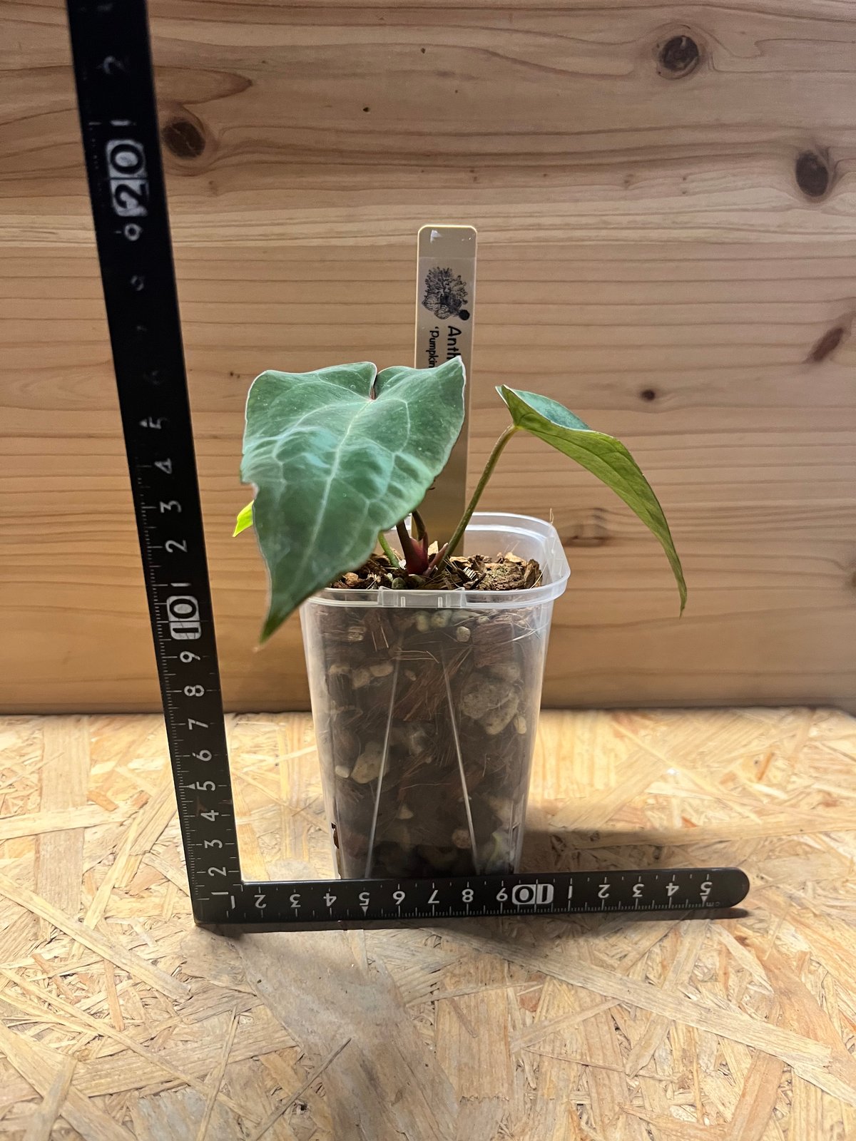 アンスリウム パンプキンスパイス×アントラキー（テズラ） | GREEN LUCK