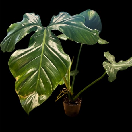 【希少、極上斑】フィロデンドロン イルセマニー / 安心の発根済み 希少、極上斑】フィロデンドロン イルセマニー / 安心の発根済み