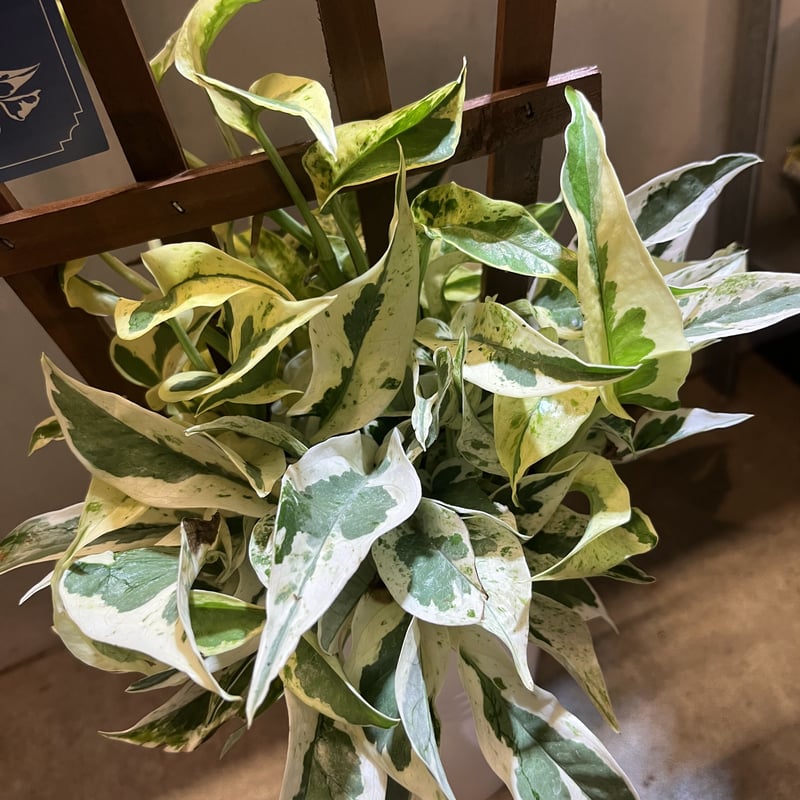 ポトス エクセレント | GREEN LUCK