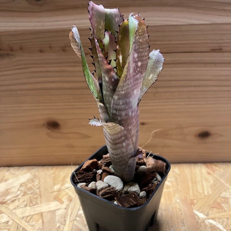 ビルベルギア カハカイ | GREEN LUCK