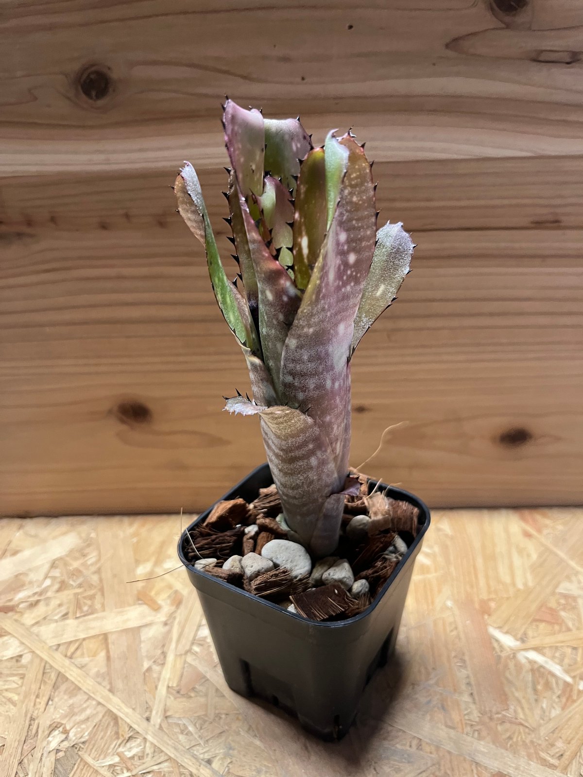 ビルベルギア カハカイ | GREEN LUCK