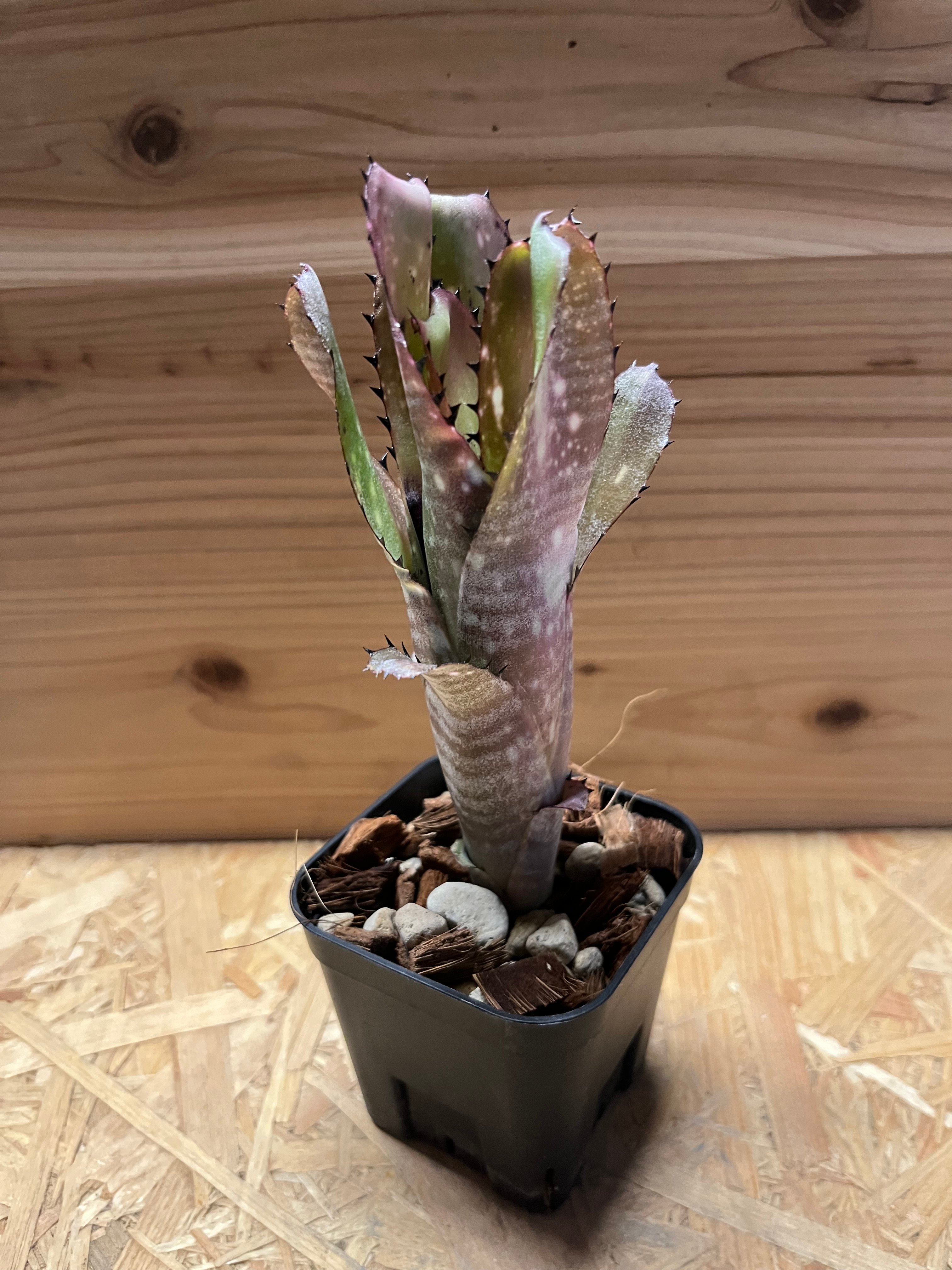 Billbergia Kahakai ビルベルギア　カハカイ original