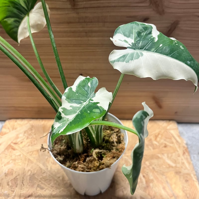 斑入り　クワズイモ　苗　株　観葉植物　アロカシア　花卉/園芸 斑入りクワズイモ アロカシア オドラ | GREEN LUCK