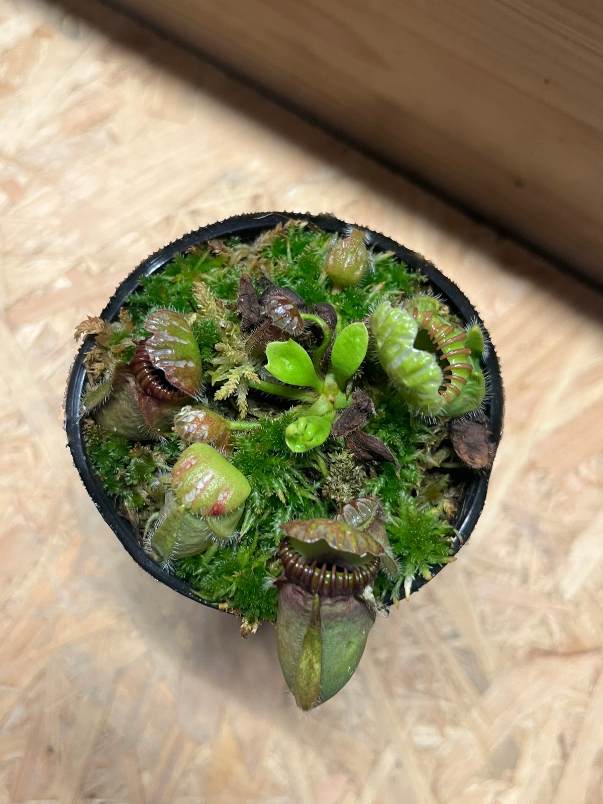 セファロタス フォリキュラリス | GREEN LUCK