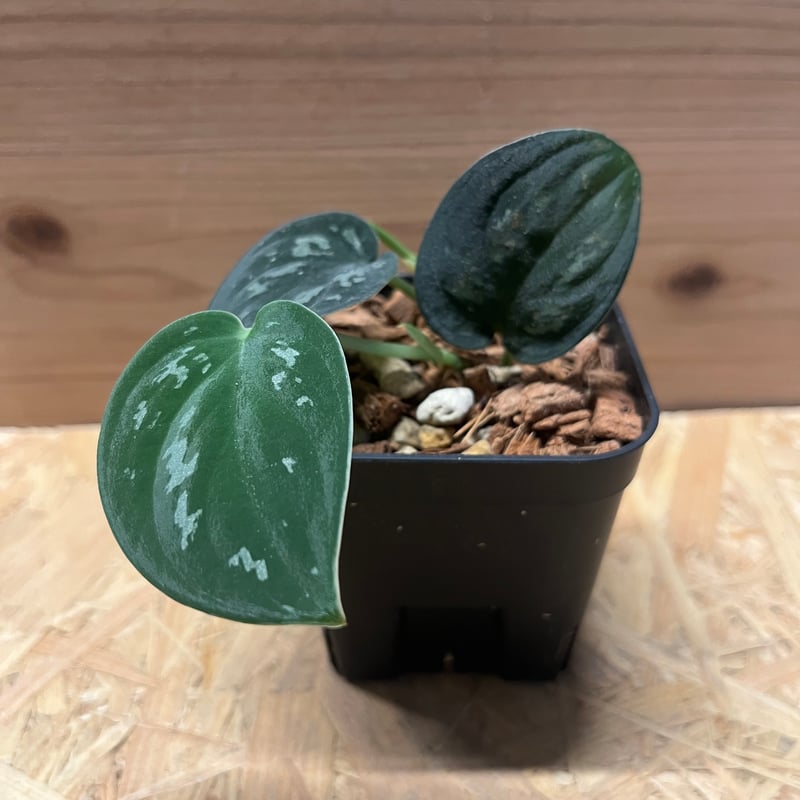 スキンダプサス スーパーブラック ボルネオ | GREEN LUCK