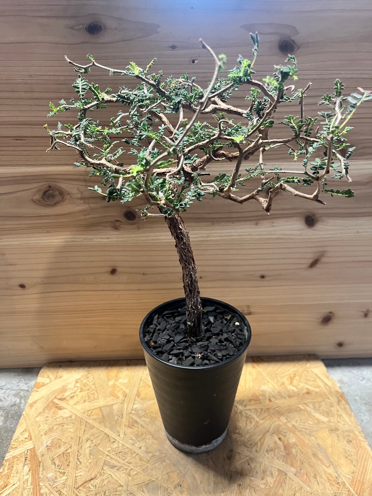 Nakano ーコミフォラ　モンストローサ　良型　鉢ごと　現地球 fit=scale-down,w=1200