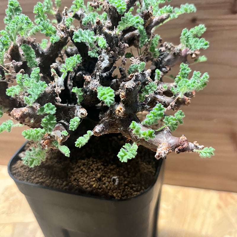 ペラルゴニウム アルテルナンス | GREEN LUCK