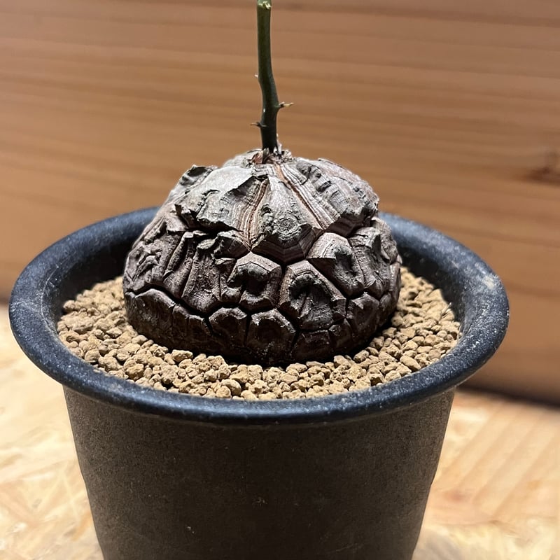 ディオスコレア エレファンティペス 亀甲竜 | GREEN LUCK