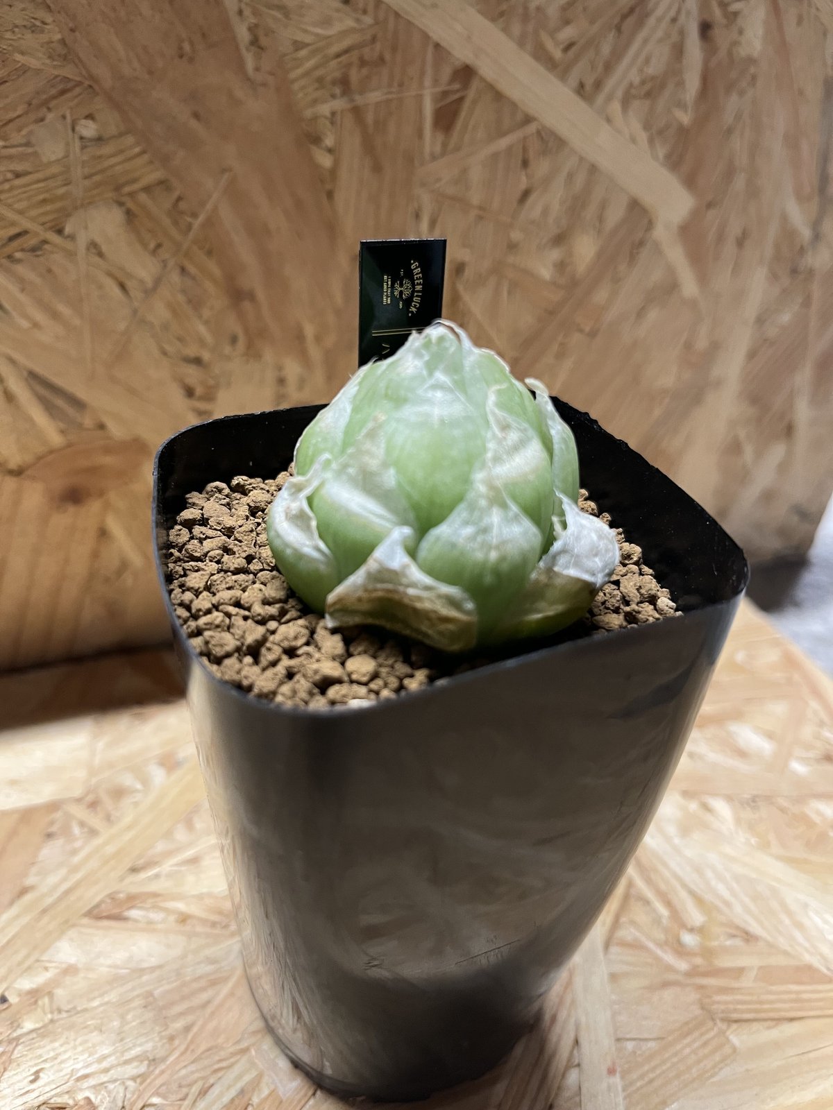 ハオルチア ロックウッディー | GREEN LUCK