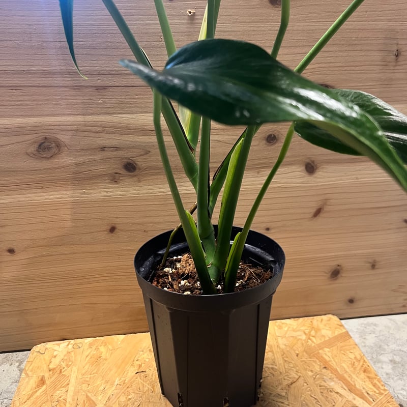 モンステラ バールマルクスフレーム | GREEN LUCK