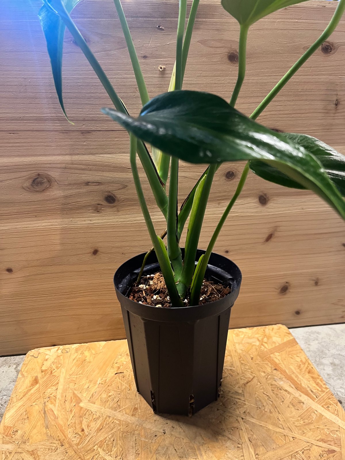 モンステラ バールマルクスフレーム | GREEN LUCK