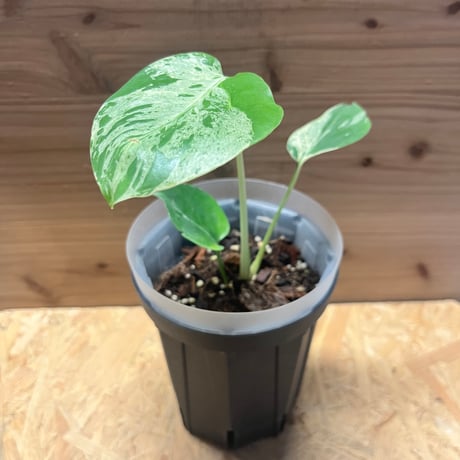 モンステラデリシオーサ | STORES