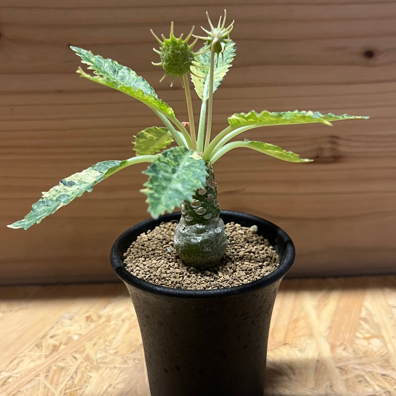 ドルステニア ホルウッディ バリエガータ | GREEN LUCK