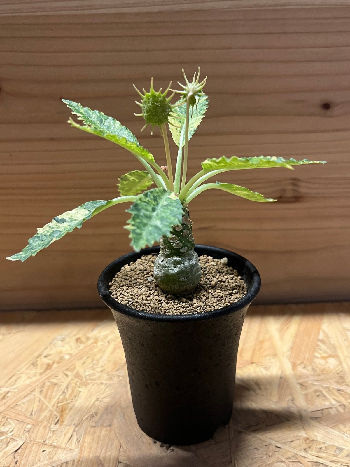 台座発根済みユーフォルビア ホルウッディ 【公式通販】