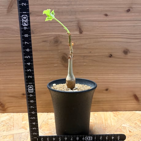 キフォステンマ　ユター