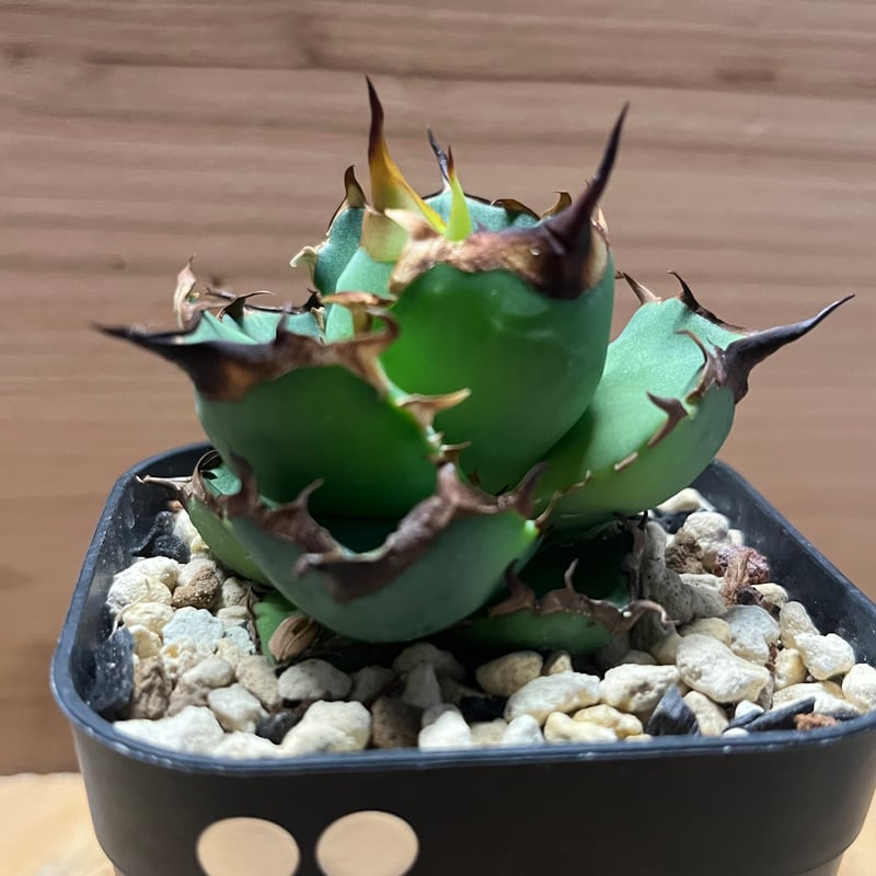 アガベ チタノタ ドラゴンクロウ | GREEN LUCK