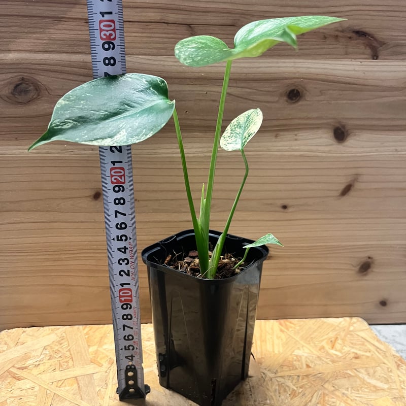 モンステラ デリシオーサ ホワイトモンスター | GREEN LUCK