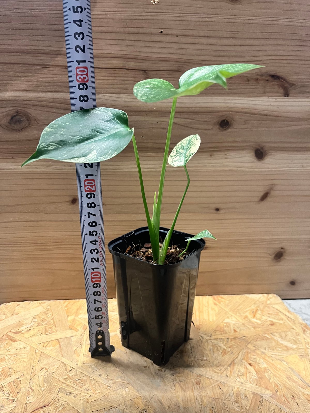 モンステラ デリシオーサ ホワイトモンスター | GREEN LUCK