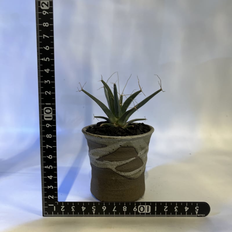 レウクテンベルギアプリンピキス　晃山 レウクテンベルギア プリンキピス 晃山 | GREEN LUCK