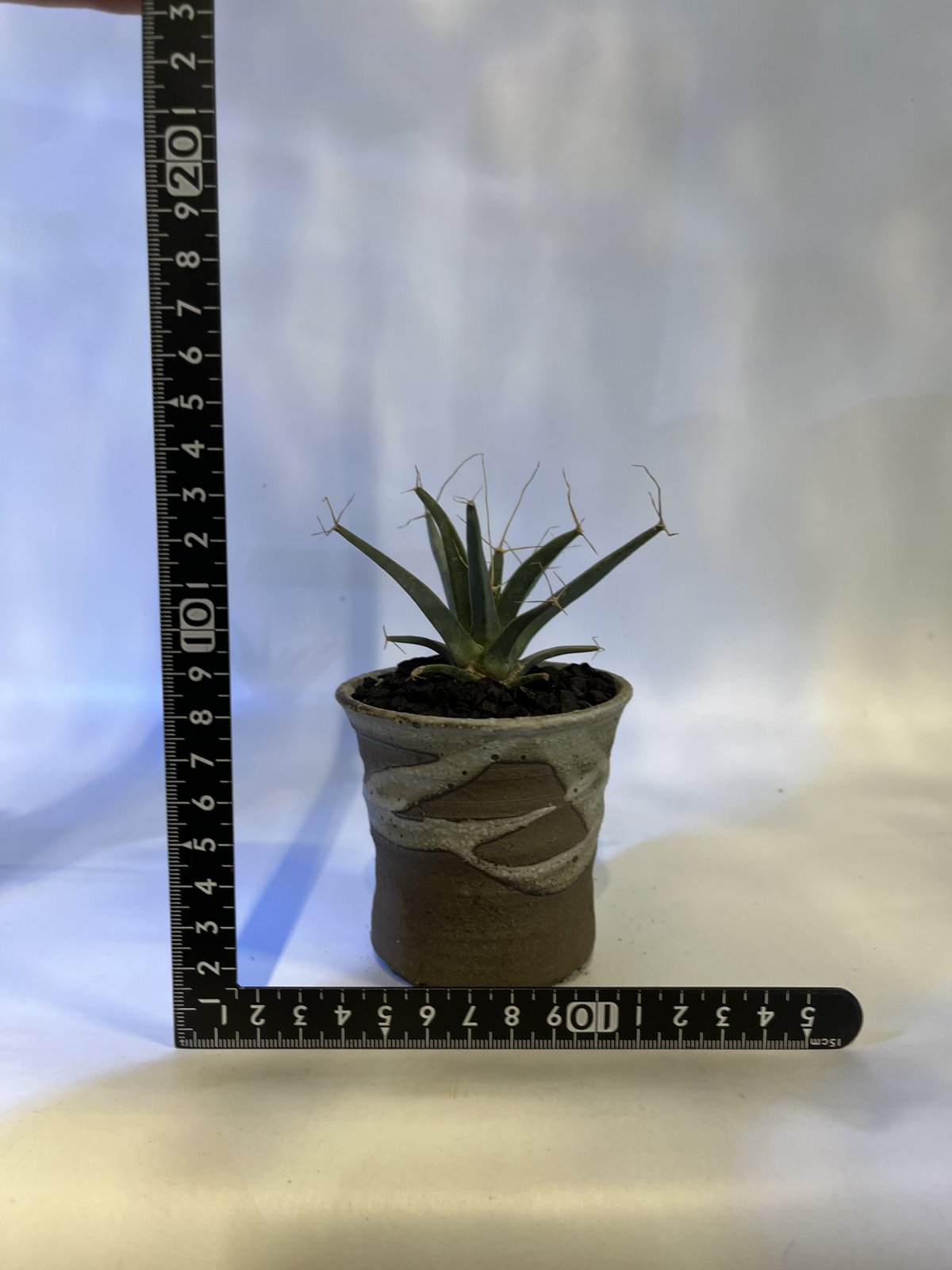 レウクテンベルギア プリンキピス 晃山×信楽鉢 | GREEN LUCK