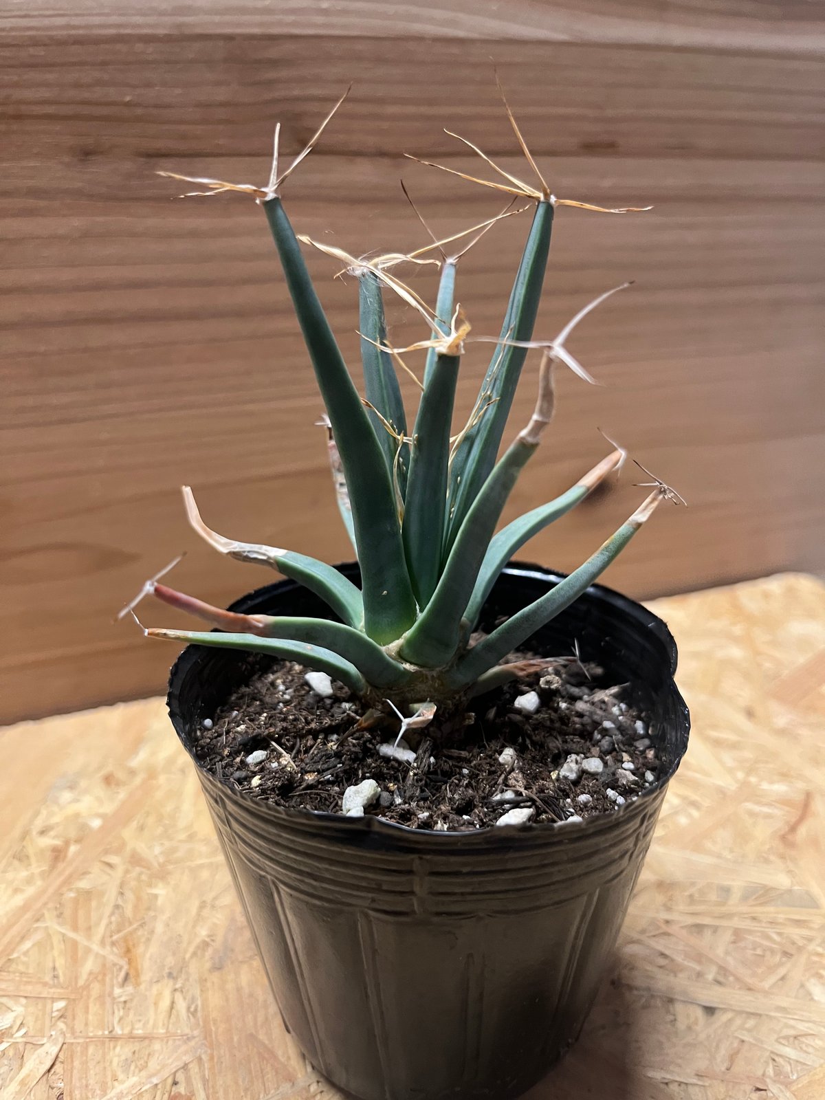 レウクテンベルギア・プリンキピス（晃山）山木 発根済み レウクテンベルギア プリンキピス 晃山 | GREEN LUCK