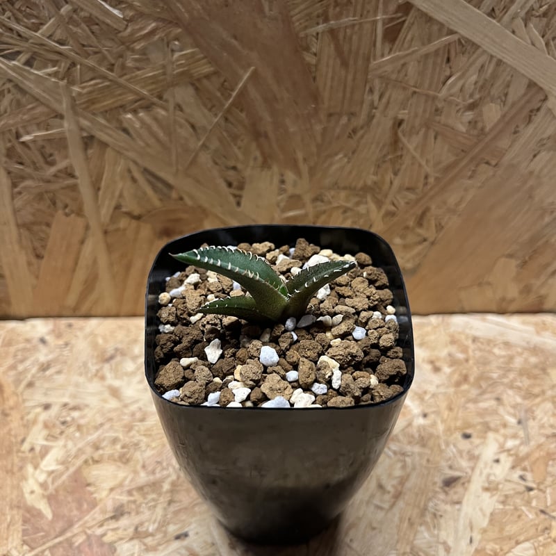 アガベ チタノタ レッドキャットウィーズル | GREEN LUCK