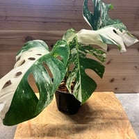 アンスリウム レガレ ダークフォーム | GREEN LUCK