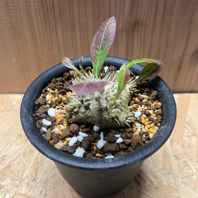 パキポディウム ブレビカウレ 恵比寿笑い | GREEN LUCK