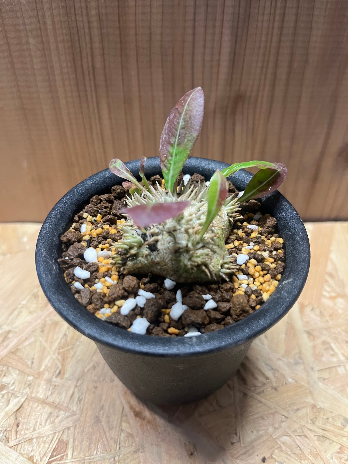 恵比寿笑い パキポディウム ブレビカウレ 鉢　left botanical 恵比寿笑い パキポディウム ブレビカウレ 鉢 left botanical