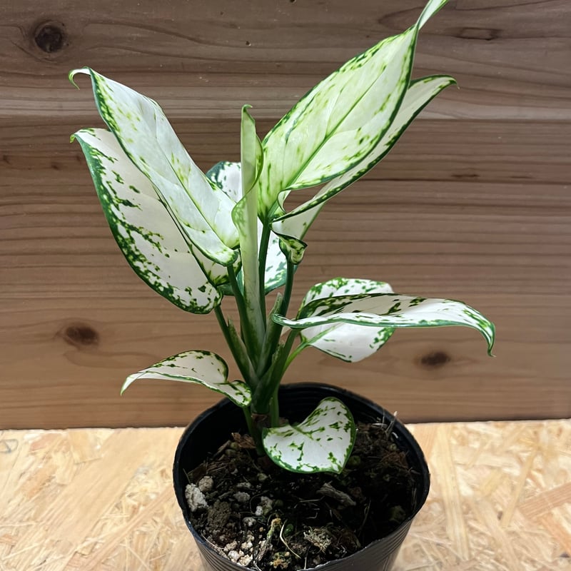 アグラオネマ ホワイトバレンタイン | GREEN LUCK