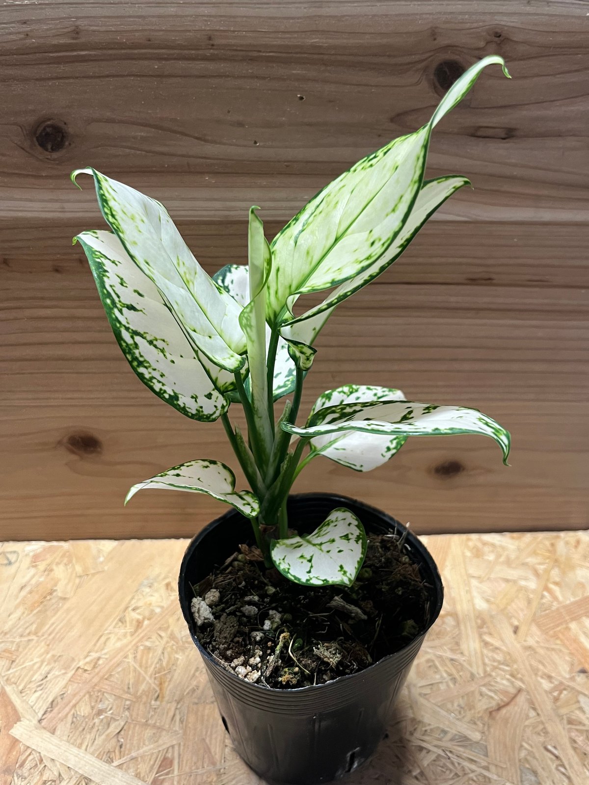 アグラオネマ ホワイトバレンタイン | GREEN LUCK