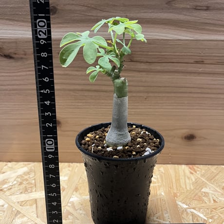 アデニア　グラウカ　幻蝶かずら