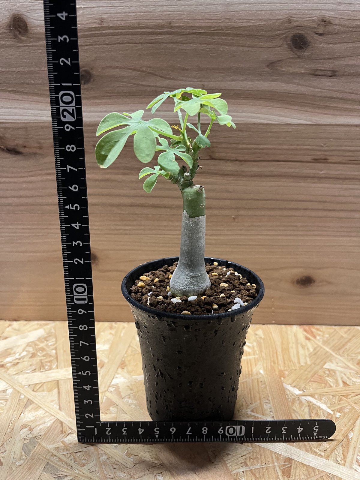 アデニア グラウカ 幻蝶かずら | GREEN LUCK