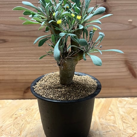 ユーフォルビオイデス | STORES