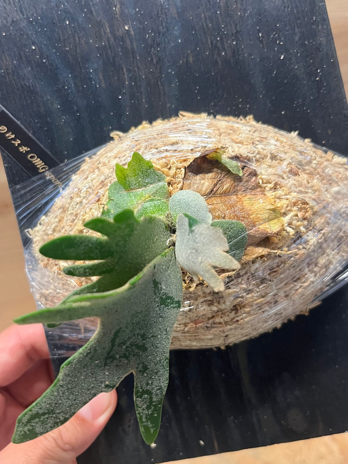 ビカクシダ OMG スポア | GREEN LUCK