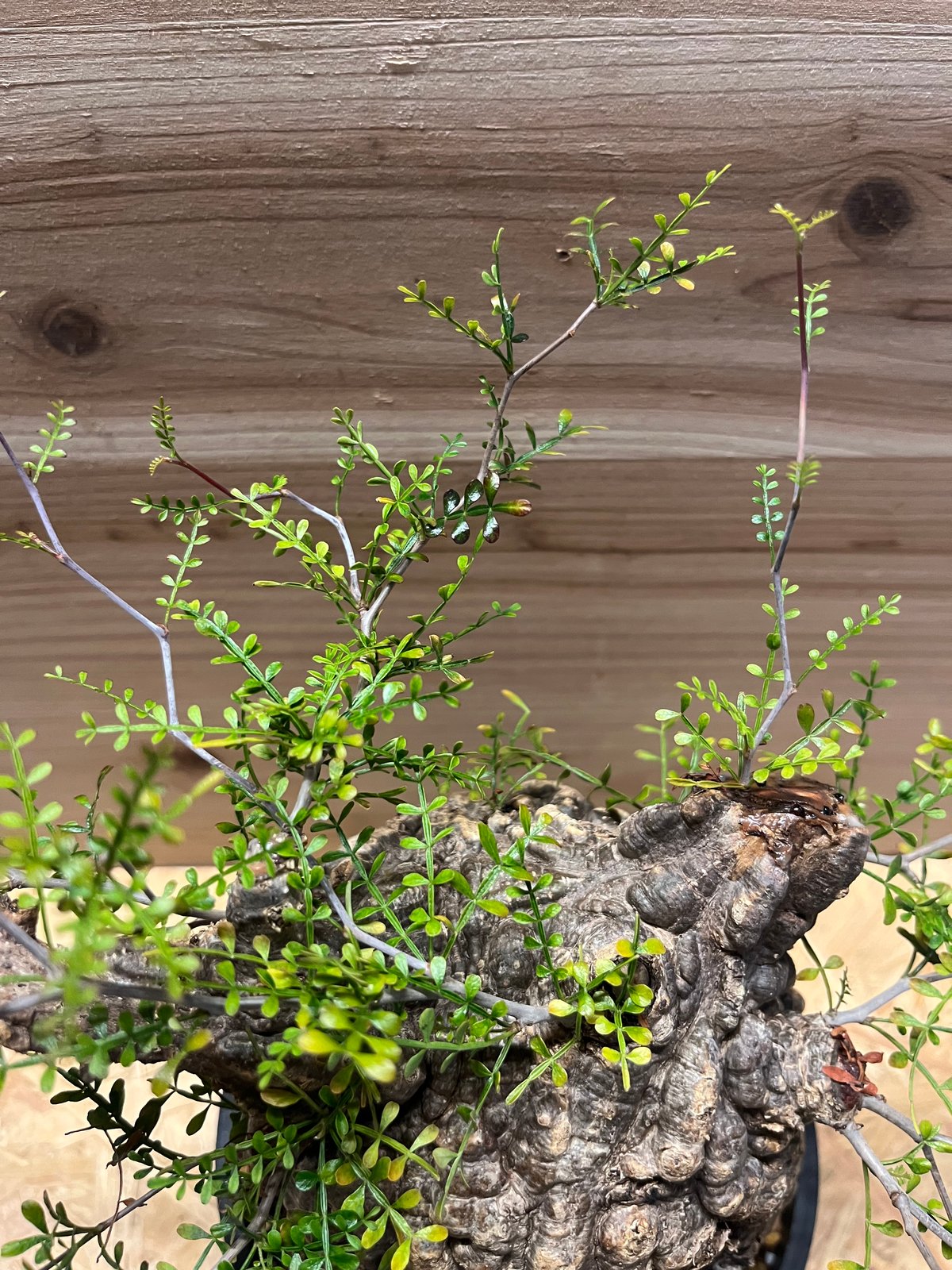 オペルクリカリア パキプス 発根済み | GREEN LUCK