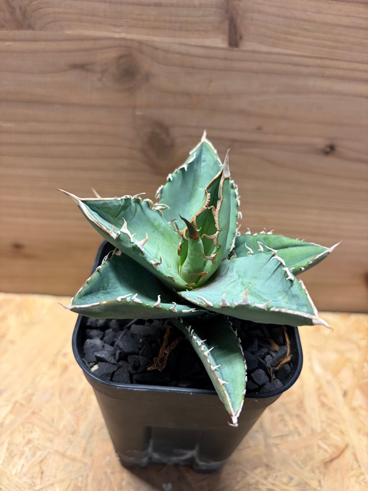 アガベ チタノタ オテロイ オアハカ実生 | GREEN LUCK