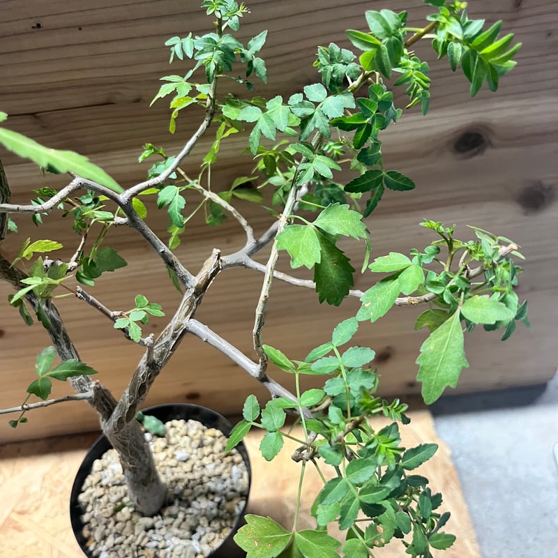 ブルセラ　ファガロイデス ブルセラ ファガロイデス | STELLA.PLANTS