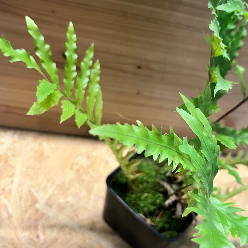 斑入りドリナリア　送料無料 ドリナリア フロリダ | GREEN LUCK